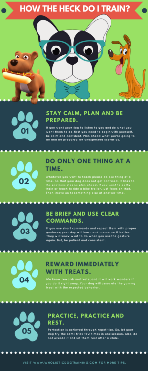 5 Ways You Can Easily Train Your Dog