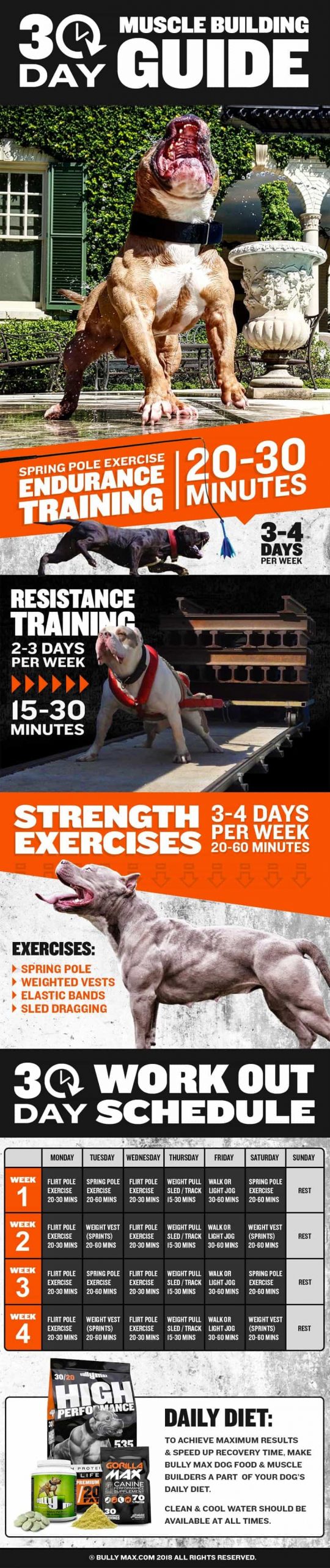 Muscle Building Workout Guide for Dogs