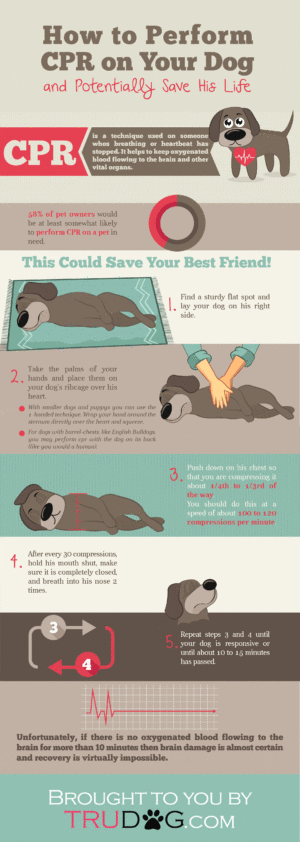 How to Perform CPR on your Dog