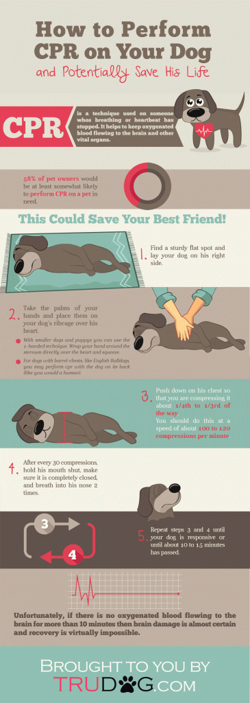 How To Perform CPR On Your Dog - Infographic Website