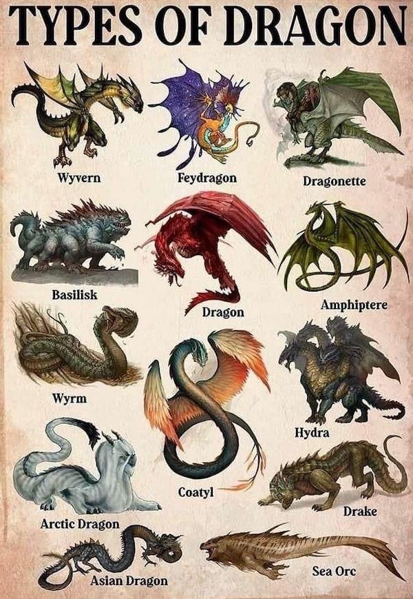 13 Types of Dragons: Discover Their Unique Traits - Infographic Website