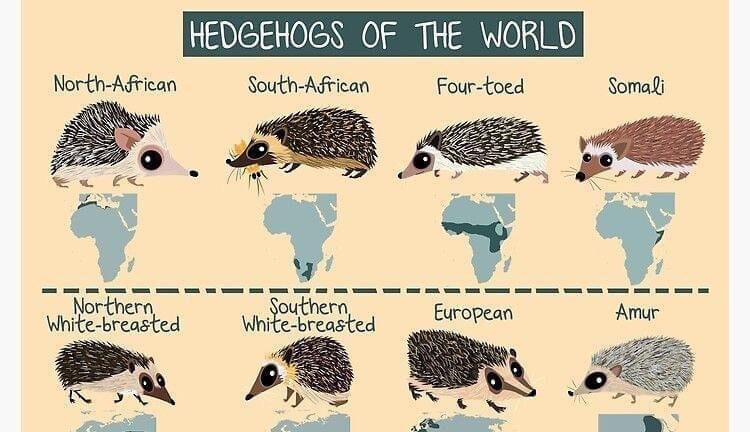 Hedgehogs Of The World Fascinating Species And Facts Infographic Website